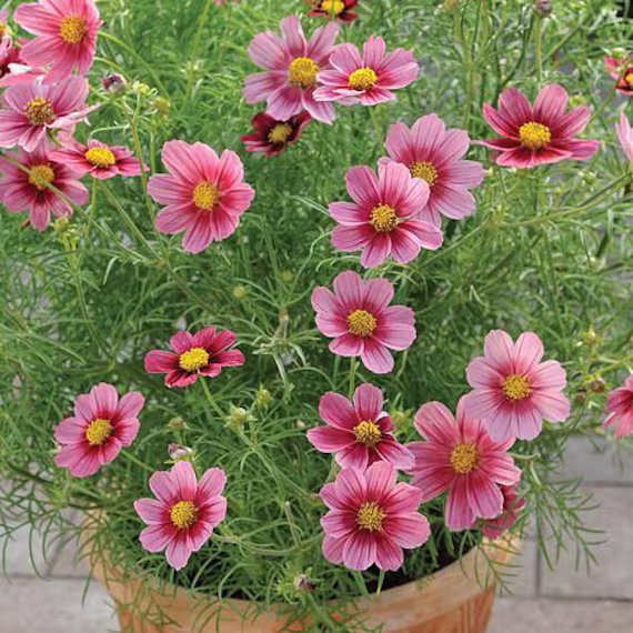 30 Organic Cosmos Antiquity Seeds Zaden Zaad Cosmea Samen Semi Sementi Sementes Siemenet Somen Graines Nasiona