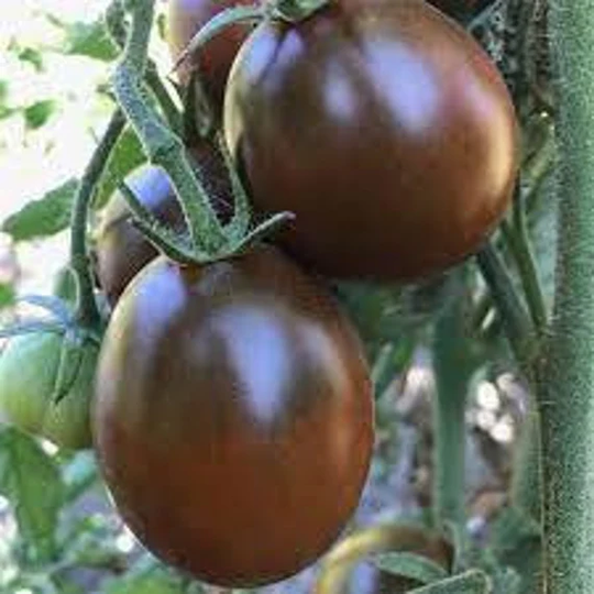 Vegetable - Tomato Black Prince 20 Premium Quality Seeds