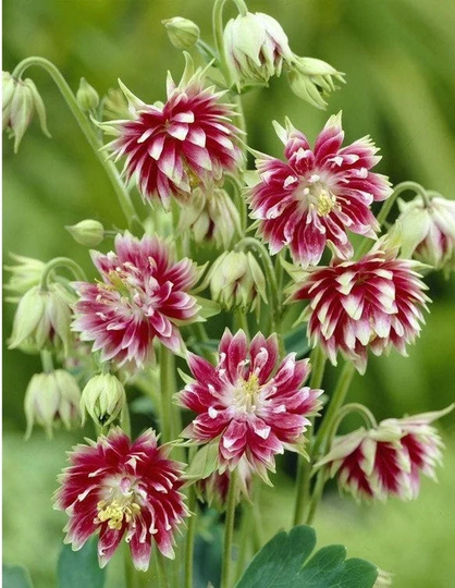 Winter Planting 20 Nora Barlow Pink Columbine Seeds, Flowering Shade Perennial, Aquilegia Caerulea