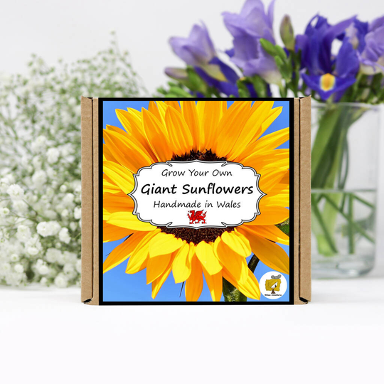 Grow Your Own Sunflower Plant Kit