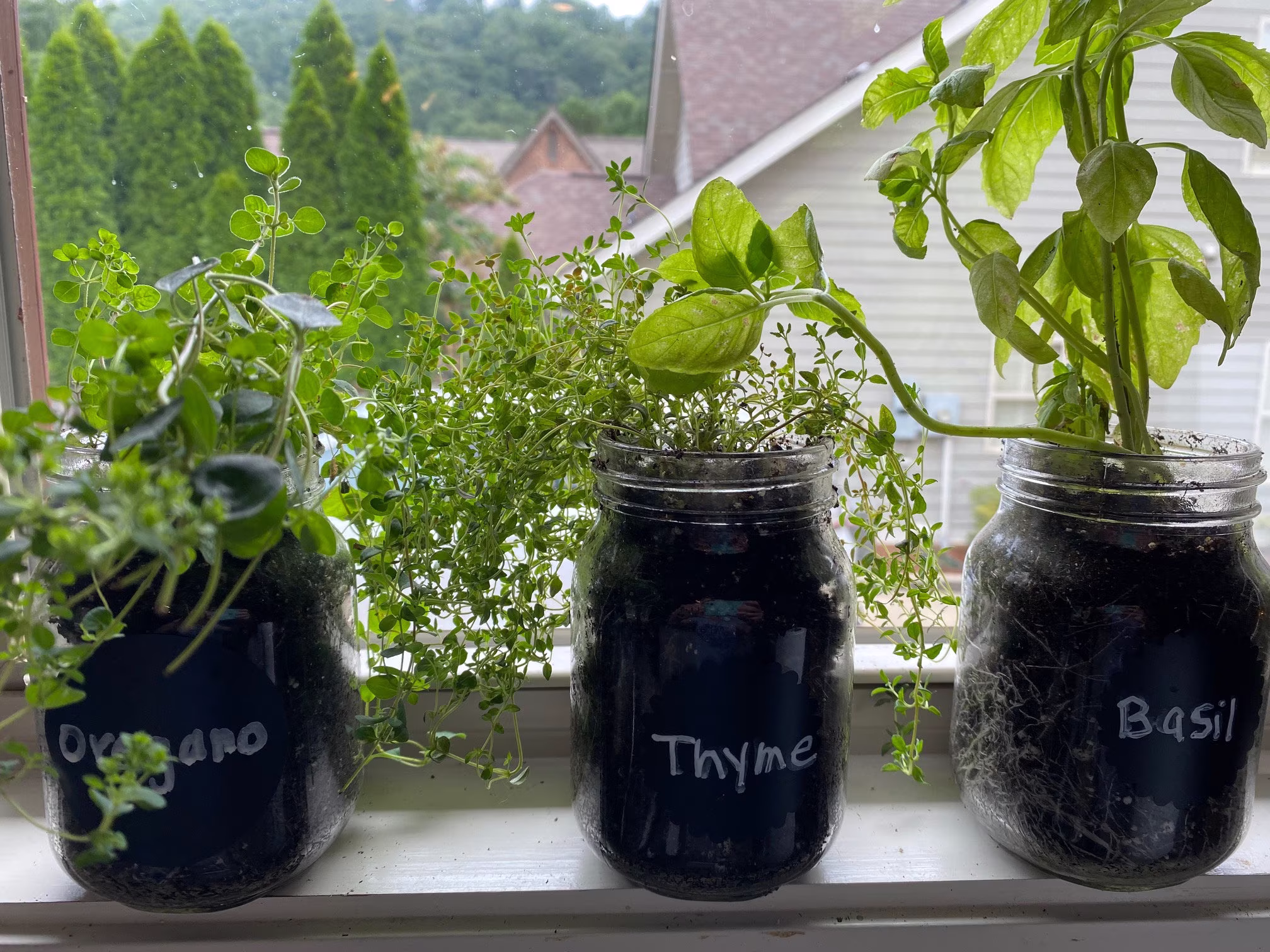 Mason Jar Herbs Kits - Oregano Thyme Basil Cooking With Herb Gardening Indoor