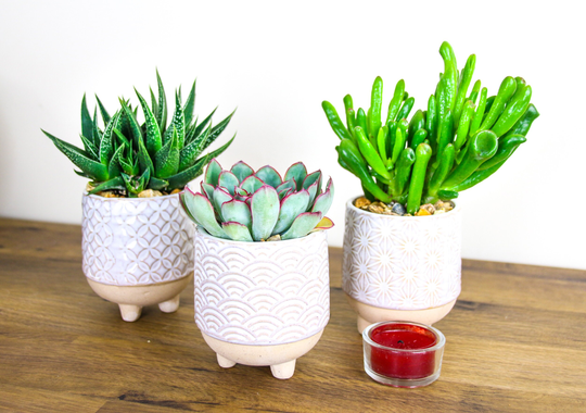Trio Of Japanese Inspired Stoneware Planters With Living Succulent House Plants - Complete Kit