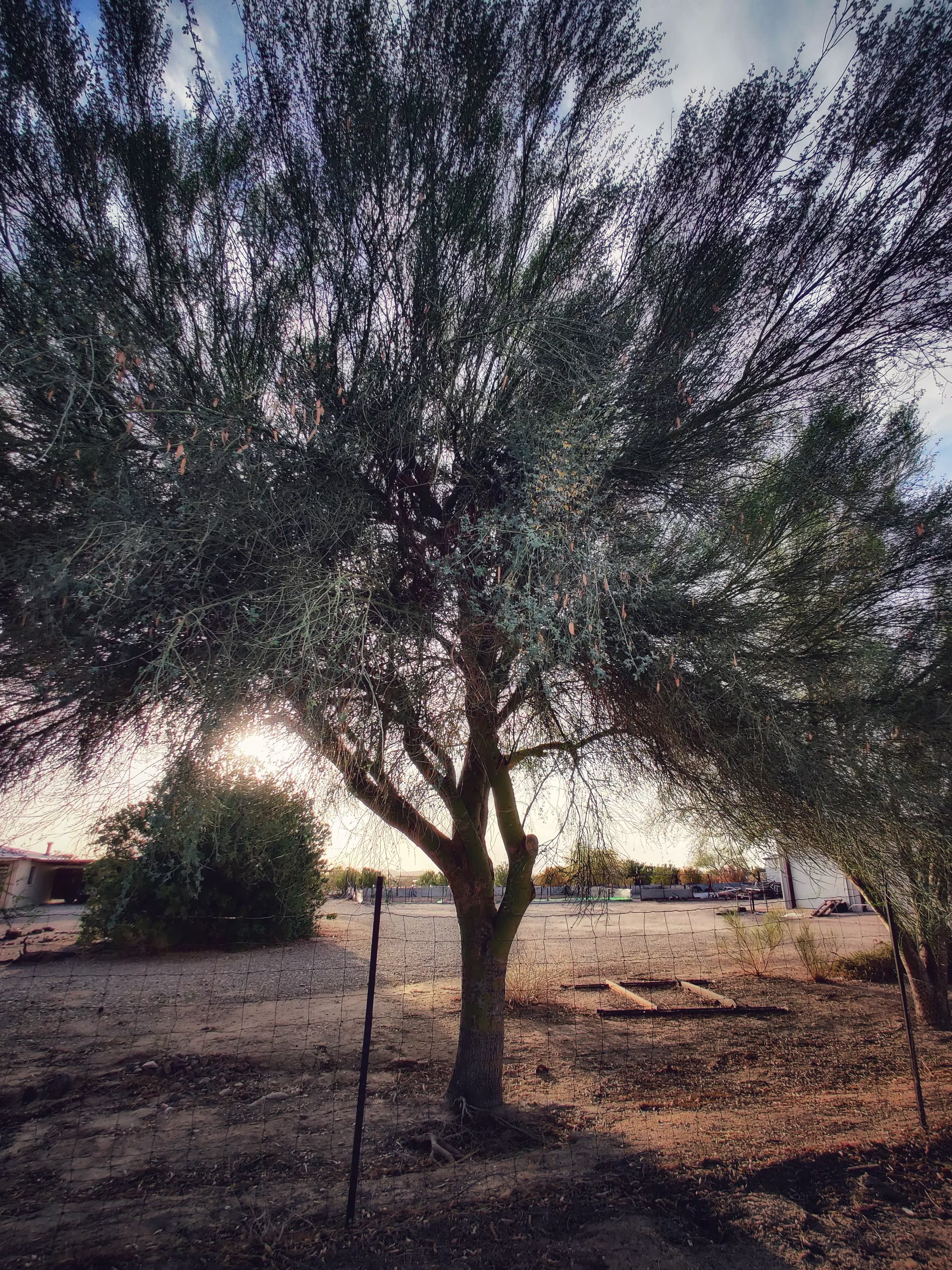 Blue Palo Verde 50+ Seeds, Parkinsonia Florida