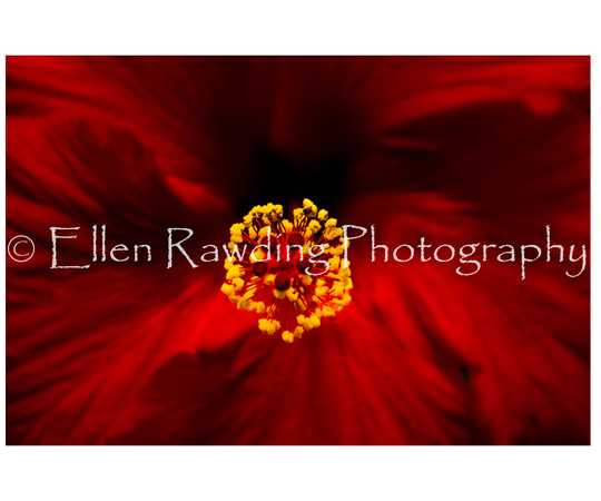 Red Hibiscus ~ Original Fine Art Flower Print