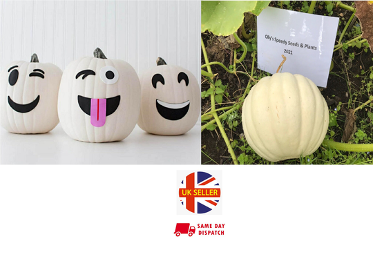 Ghost White Pumpkin | 5 Organic Seeds UK Grown 2021 Limited Stock Same Day Dispatch