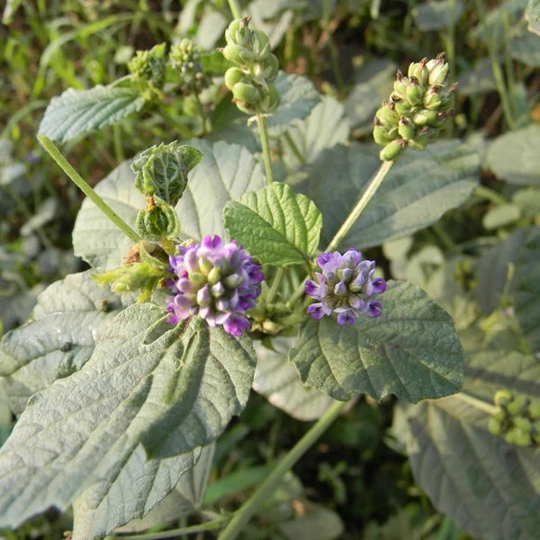 200 Psoralea Corylifolia Seeds . Babchi Seeds, Bu Gu Zhi