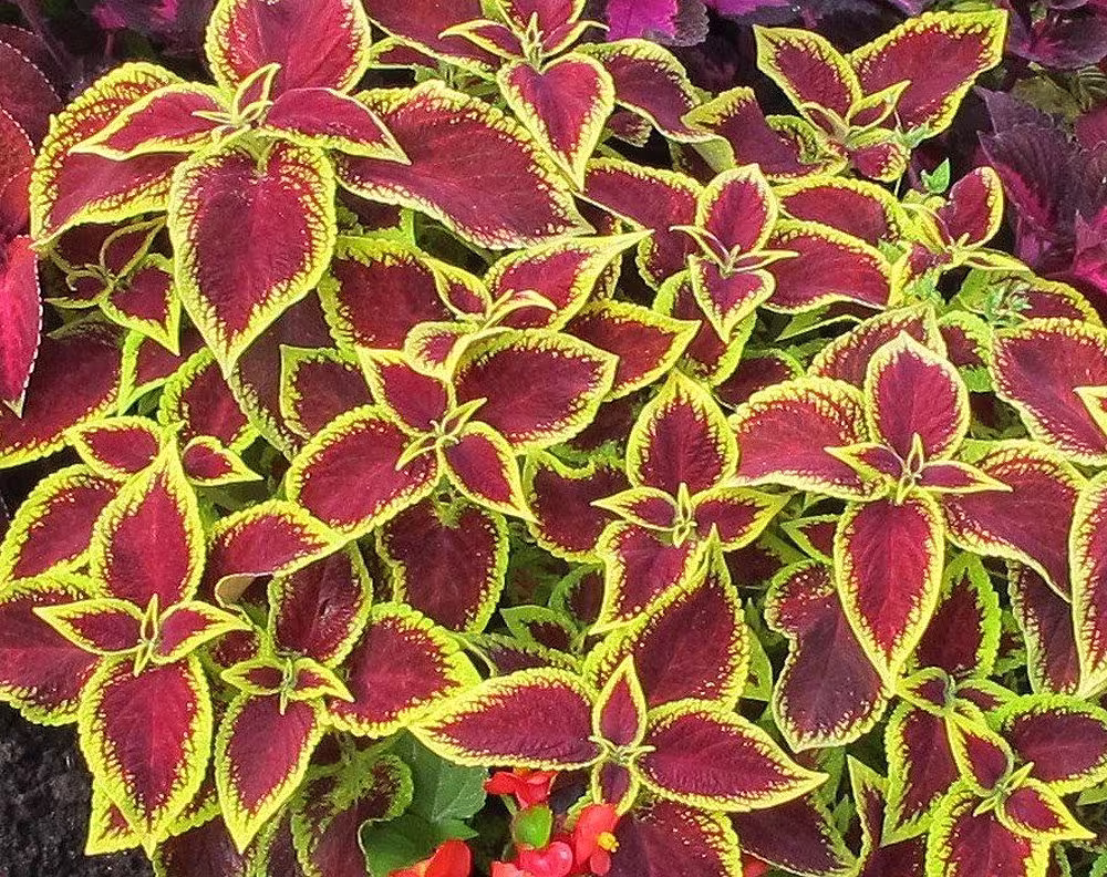 Coleus Wizard Scarlet Flower Seeds - 20 Rare