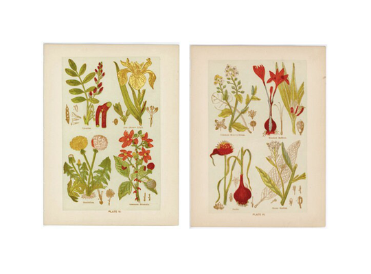 C. 1901 Medicinal Plants Print Set Of 2 Original Antique Prints Botanical Flower