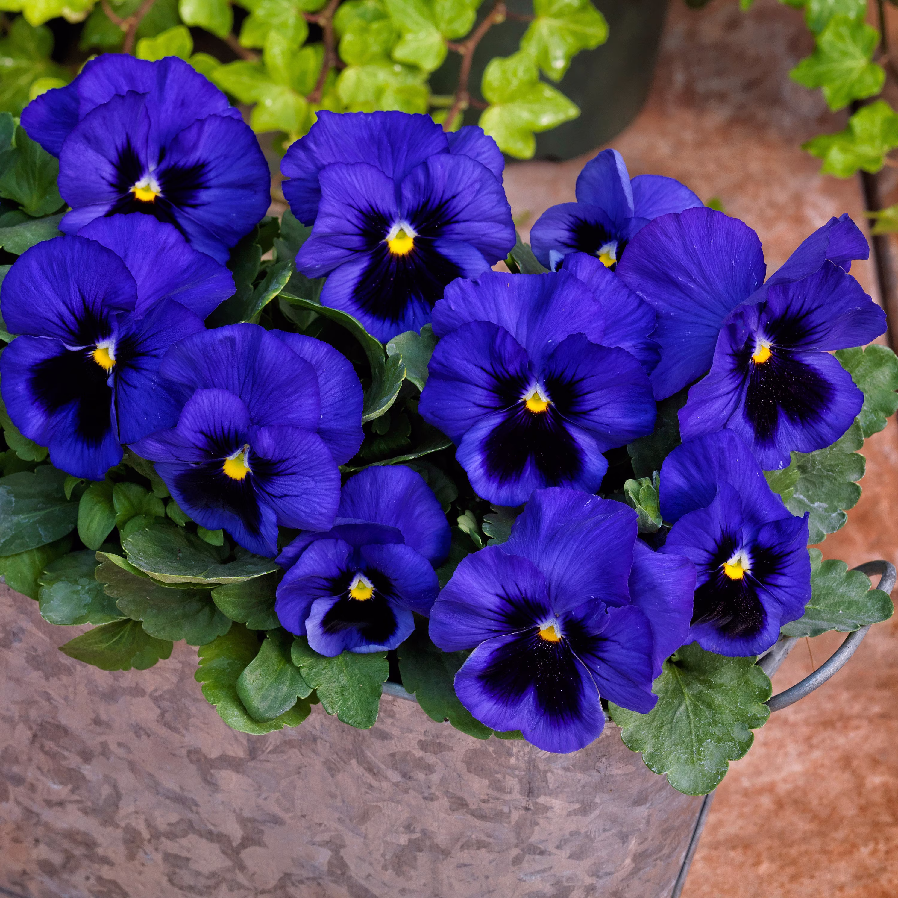 Pansy Blue Blotched - 50 Seeds Non Gmo