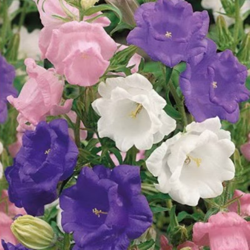 Canterbury Bells Double Mix Seeds Biennial Flowering Non Gmo For Planting | 202024