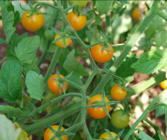 Vegetable - Tomato Sungold 10 Premium Quality Seeds