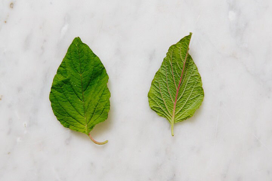 Amaranth Leaf - Natural Food For Isopods & Spring Tails Carbohydrate, Fiber, Minerals Vitamins Enriched Leaves Amusing Aquascape