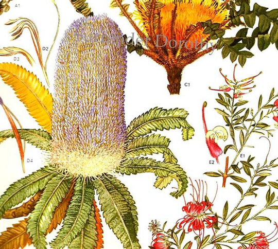 Banksia Serrata & Plants Of Australia Botanical Exotica 1969 Large Vintage Illustration To Frame 134