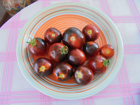 Blueberry Tomato Seeds, Indeterminate Heirloom Cherry Indigo Blue Red Tomatoes, Rare 15 Seeds