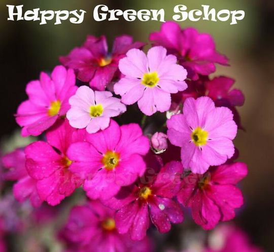 Fairy Primrose Mixed - 200 Seeds Primula Malacoides Dwarf Annual Flower