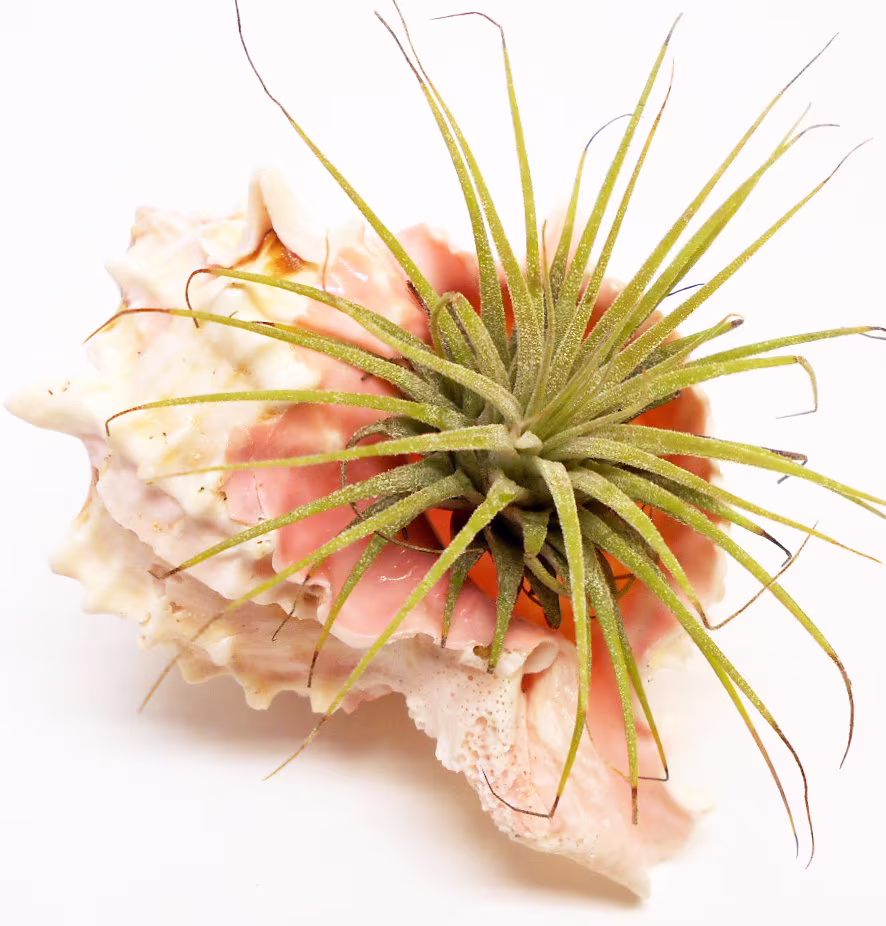 Beautiful Pink Murex Shell Airplant Kit | Tillandsia About 4