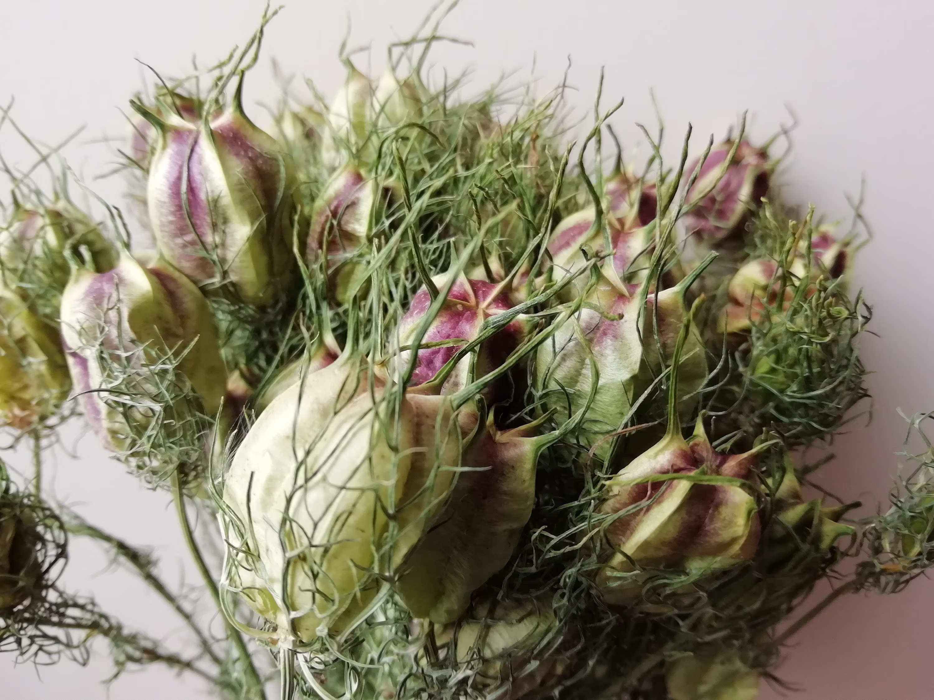 Nigella Pods Bunch | Dried Seed Pods Love in A Mist Natural Green British Dried Flowers