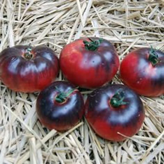 50 Organic Amethyst Jewel Tomato Seeds Old Heirloom Variety Tomate Samen Graines Semi Sementi Semillas Nasiona Sementes Zaden Zaad Siemenet