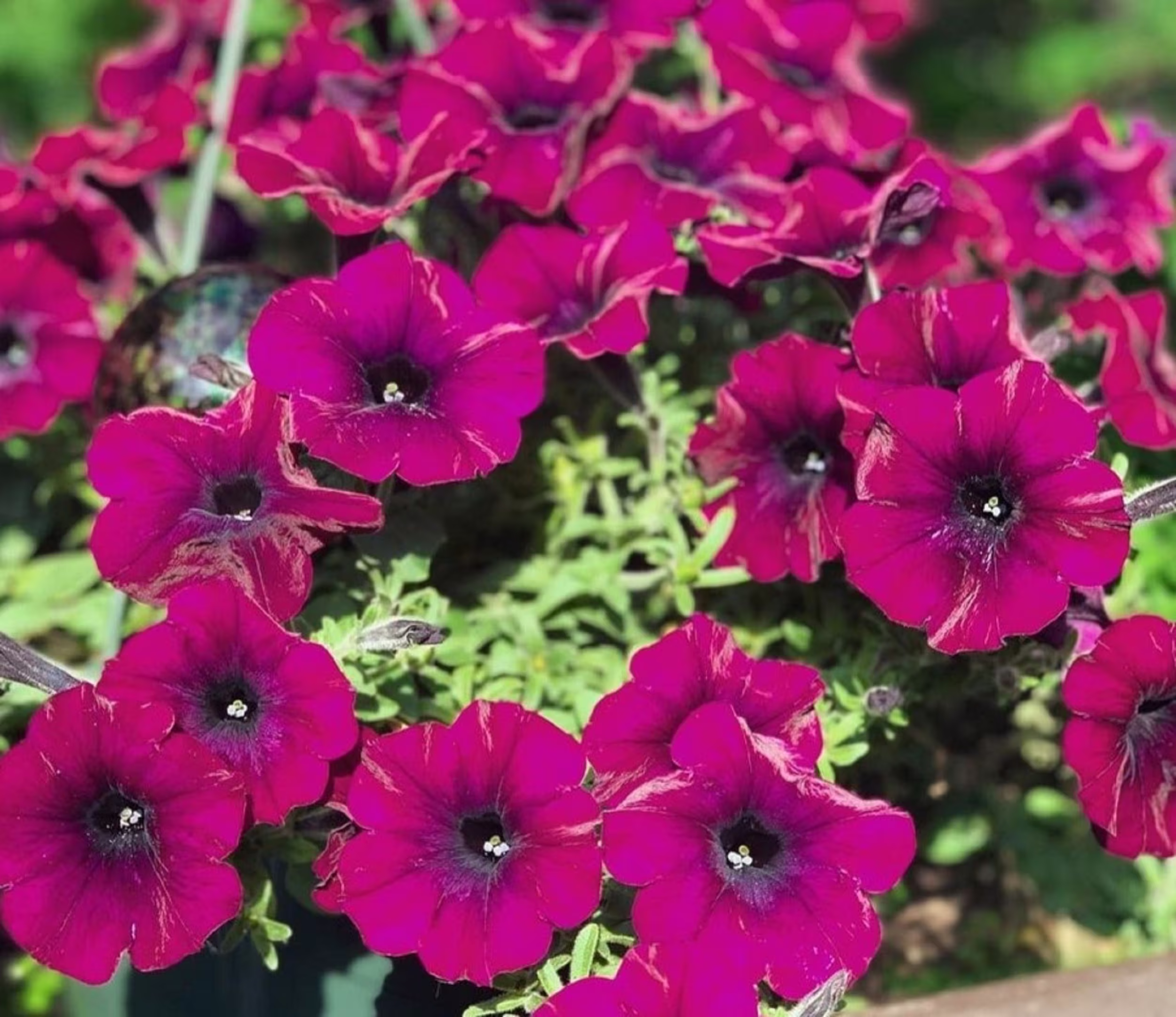 Petunia Hybrid