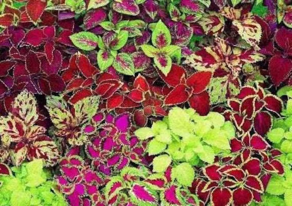 Coleus Rainbow Mixture 50 Seeds