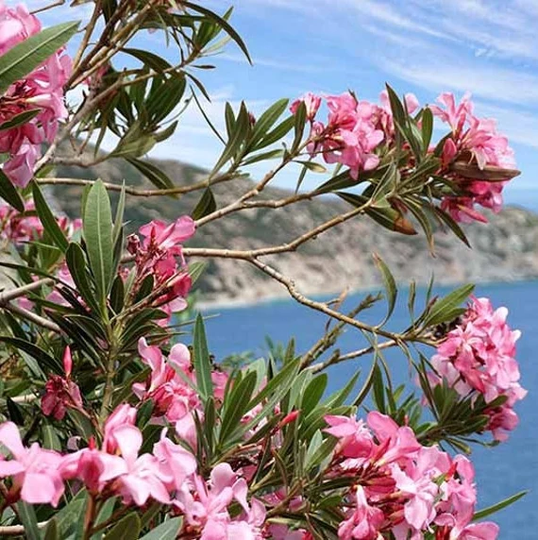 Pink Oleander Tree | Nerium Oleander Seeds