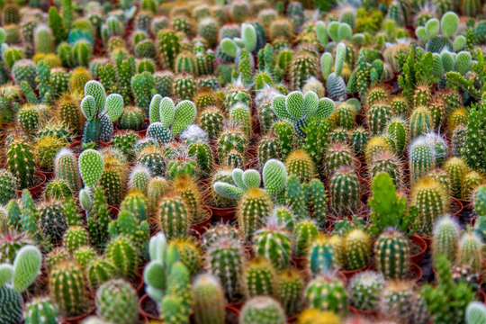 Cacti Seeds Mix - 50 Cactus Species Ships From Iowa, Usa Grow Exotic Succulent