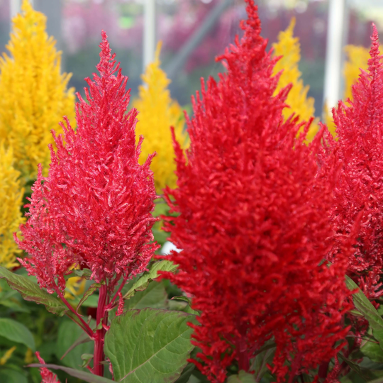 Celosia Seeds Century Mix 50 Thru 1, 000 Bulk