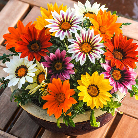 200 Medallion Chrysanthemum Wild Flower Seed Bomb, Wild Flower Mix, Eco-friendly Gardening (Attract Bees)