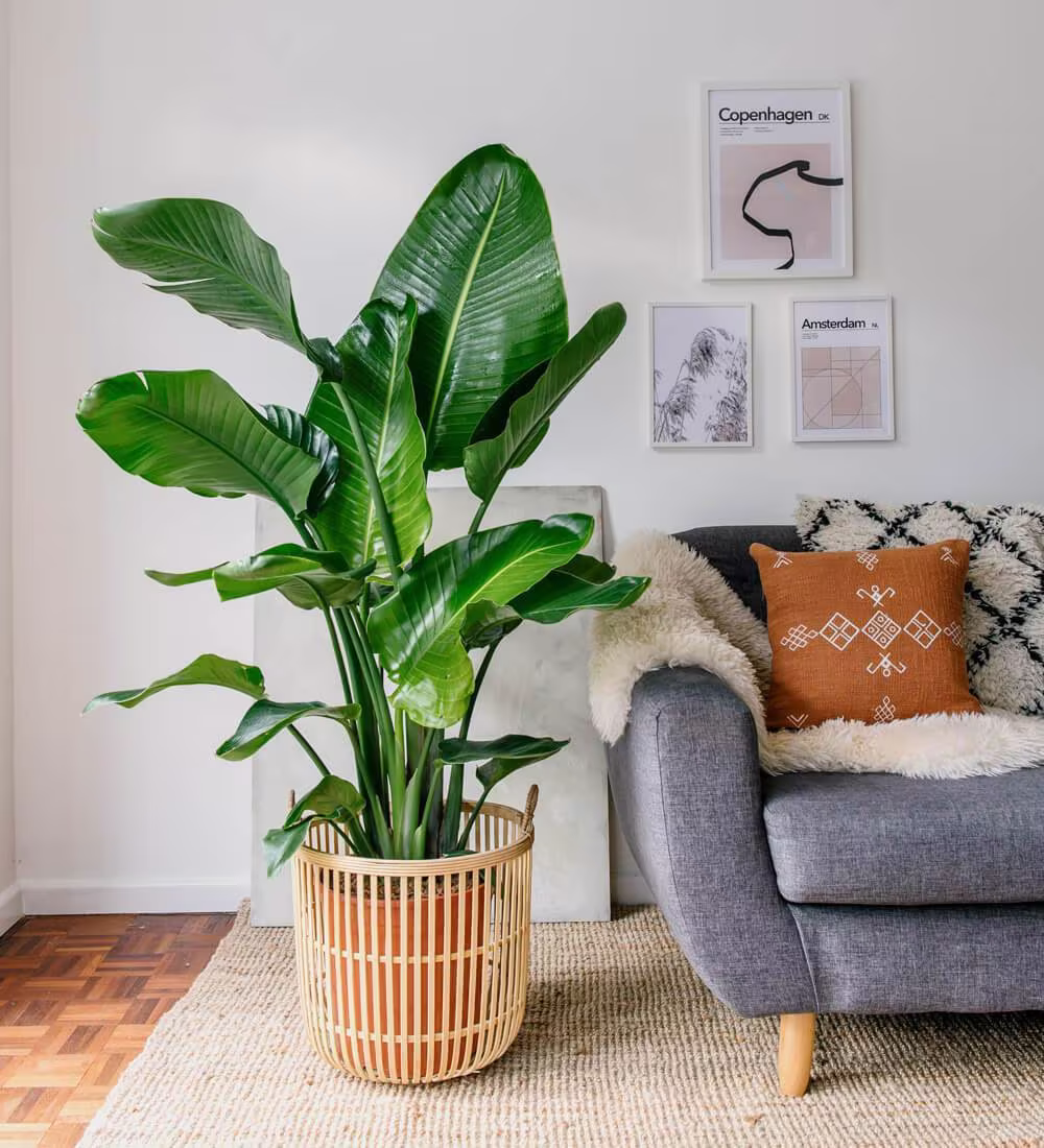 Indoor Bird Of Paradise Seeds