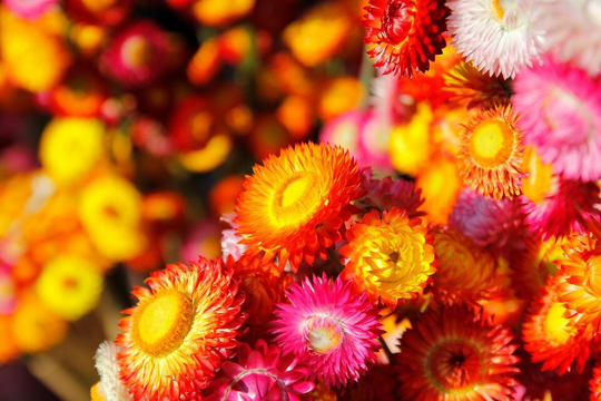 strawflower/Golden Everlasting - 100 Seeds Gmo Free