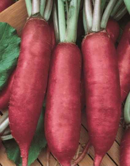 Organic Non-Gmo Heirloom Pink Summercicle Radish Grown For Winter Storage & Large Turnip Sized Roots