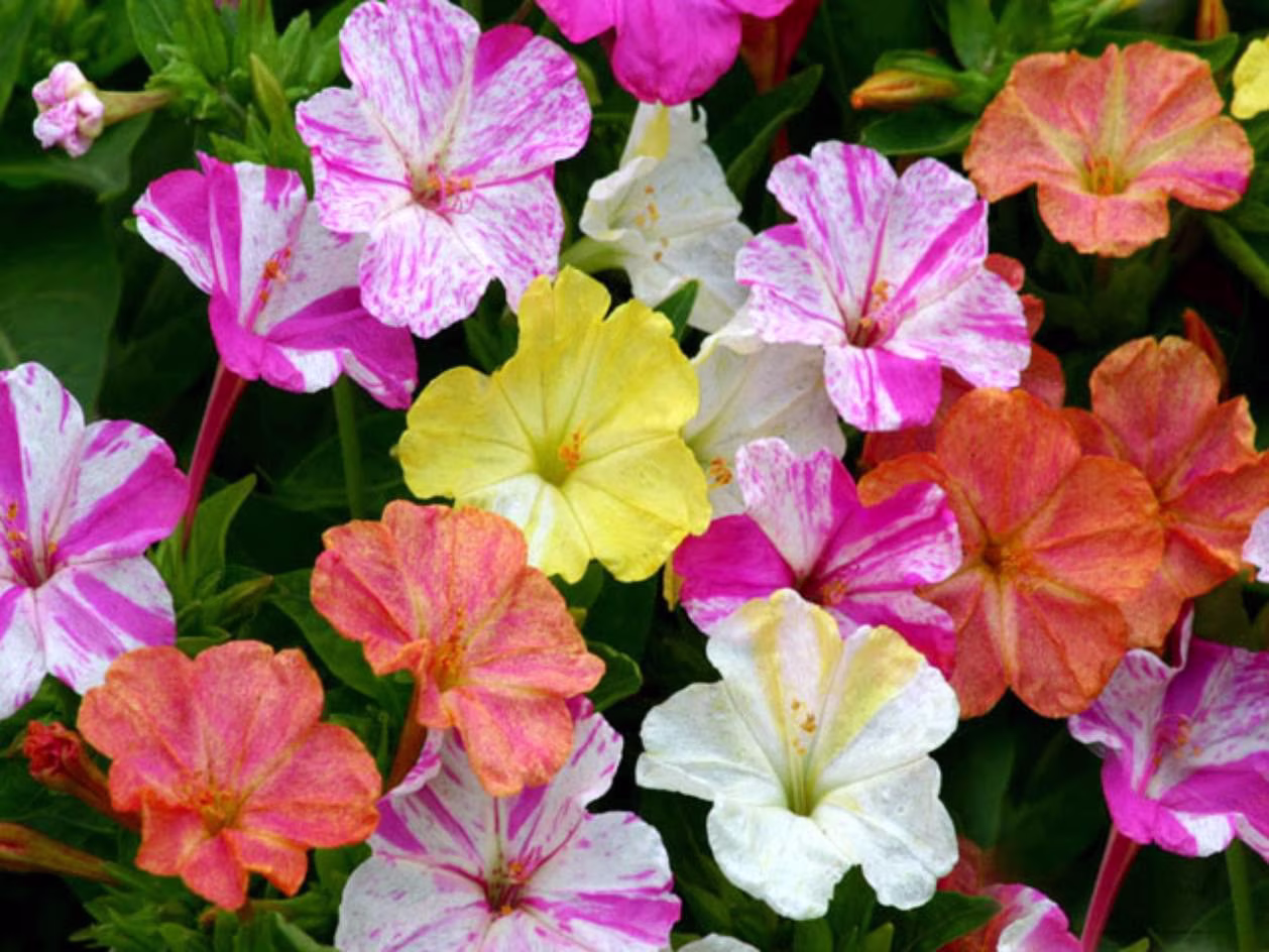 Rare Original Seeds Flower Mirabilis "Marble Mixture
