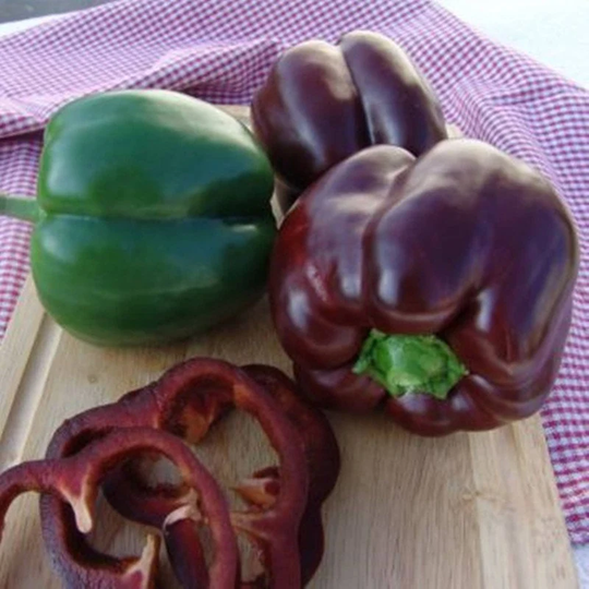 Sweet Pepper Ingrid Seeds Open-Pollinating Non Gmo For Planting | 204555