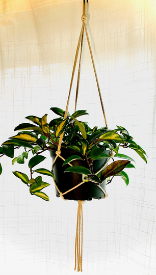 Simple Hanging Macrame Planter - Fits 6 Inch Diameter Planters Hook Included