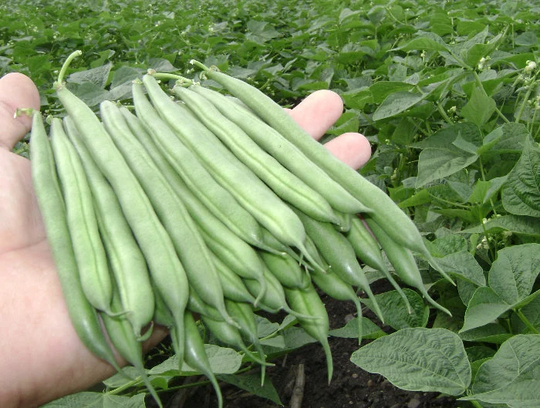 Beans Seeds Asparagus Bean Bush