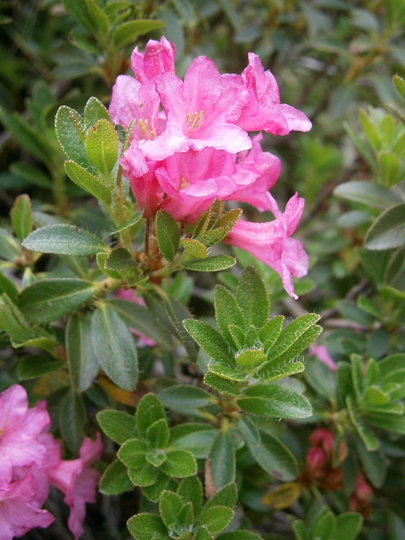 25 Rhododendron Hirsutum Seeds, Hairy Alpenrose Seeds