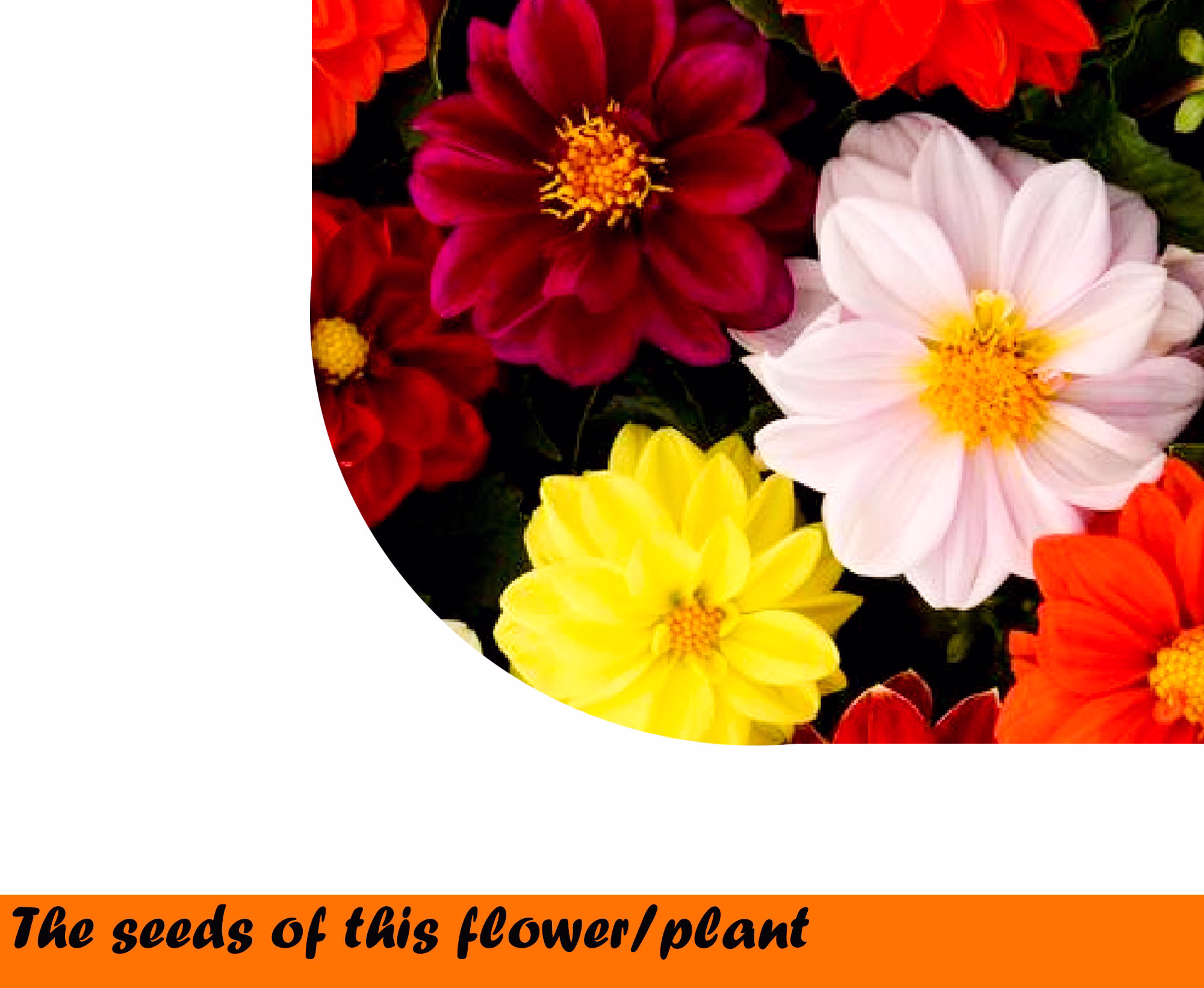 Dahlia Pinnata Mix 0.5 G