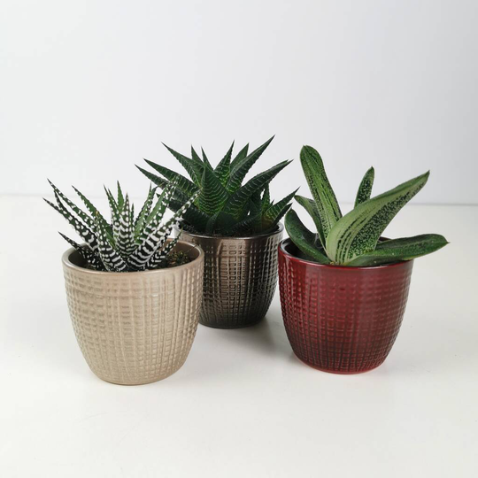 Metallic Trio Of Succulents With Ceramic Planters
