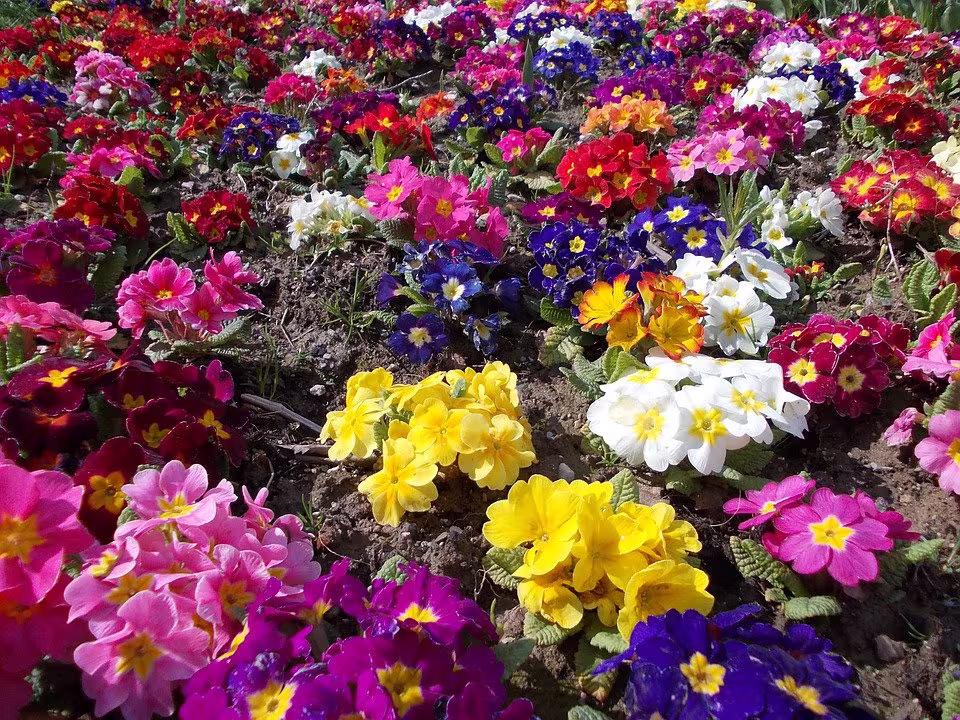 Primrose Fairy Choice Mixed. X25 Seeds , Hardy Perennial, Flower Seeds