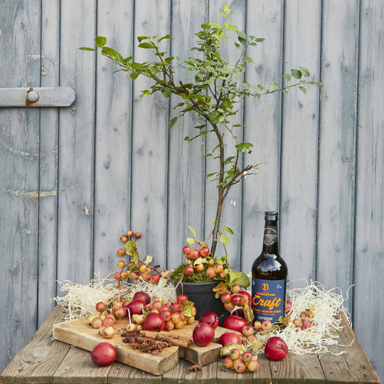 Grow Your Own Cider Gift
