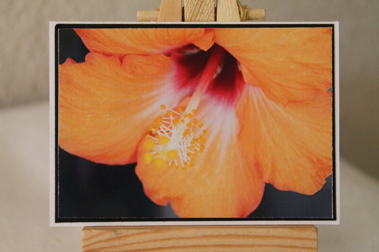Aceo, Photograph, Hibiscus, Orange, Tropical, Flower