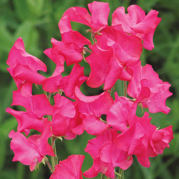 25 Organic Mumsie Sweet Pea Seeds Lathyrus Duftwicke Samen Zaad Zaden Semi Sementi Sementes Siemenet Graines Semillas Nasiona Somen