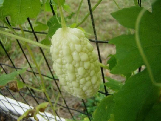 Momordica Charantia | White Fruit Balsam Pear India Long 5 Seeds