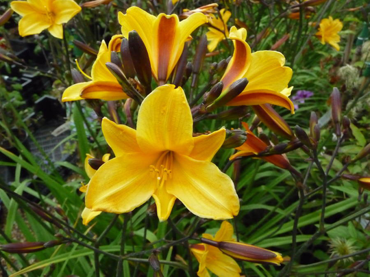 Golden Wedding Plants Hemerocallis Golden Chimes