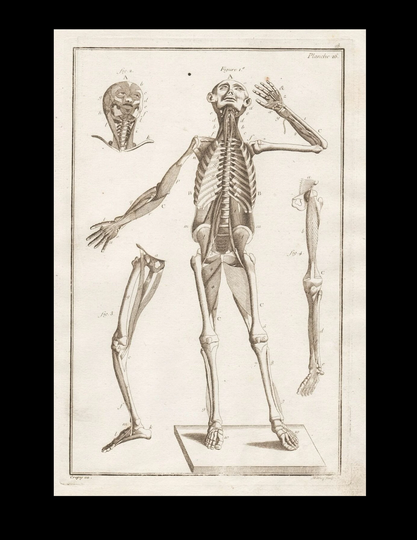 Antique Original Engraving Human Anatomy Muscles Skeleton Medicine Copperplate Circa 1770