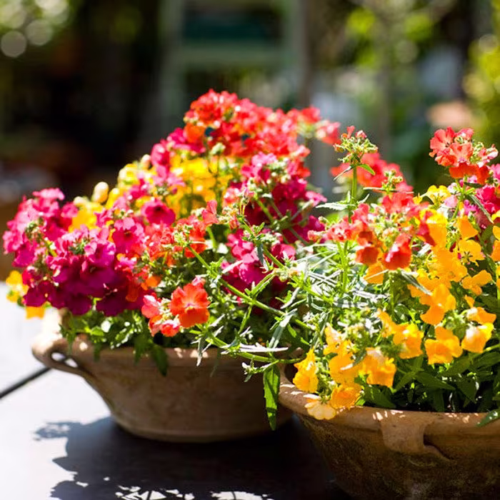 Nemesia Carnival Mix - 3700 Seeds Nemesia Strumosa Annual Flower