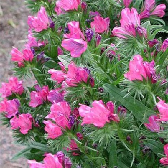 Echium Plantagineum - Rose Bedder Seed