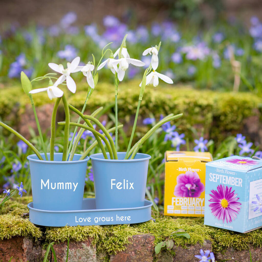 Personalised Metal Blue Double Planter - Grow Your Own Birth Flower-, Birthday Gift , Gardening Birth Flower.plant A Flower, Indoor Garden