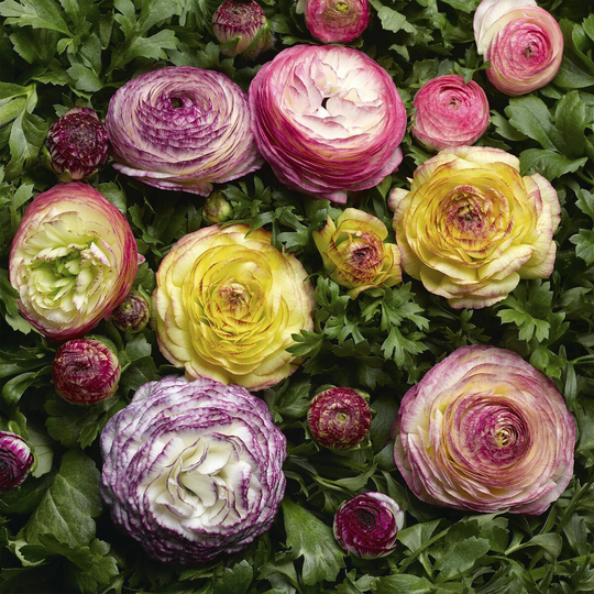 Ranunculus Seeds Mache Vanilla Bicolor Medley 50 Thru 250 Pelleted