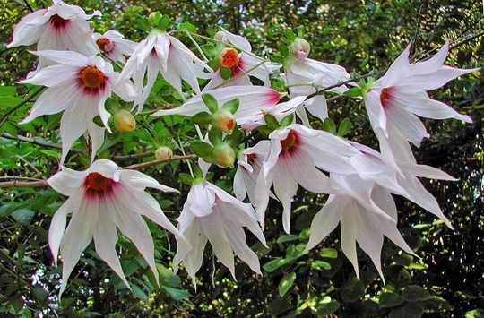 Weeping Dahlia Tree